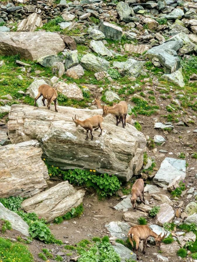 Chez Bonjour Villa Villar Pellice Dış mekan fotoğraf