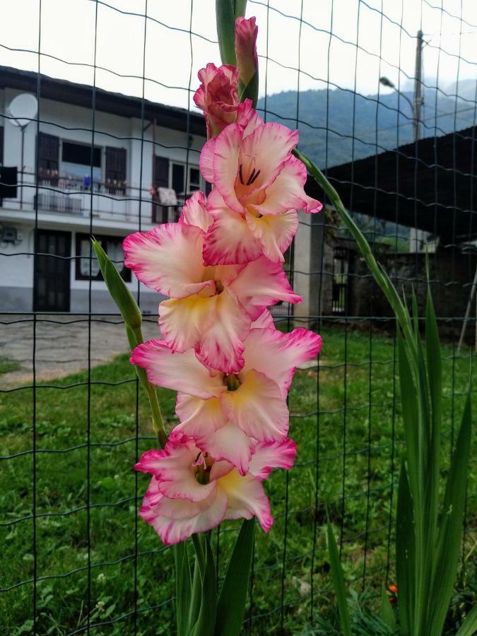 Chez Bonjour Villa Villar Pellice Dış mekan fotoğraf
